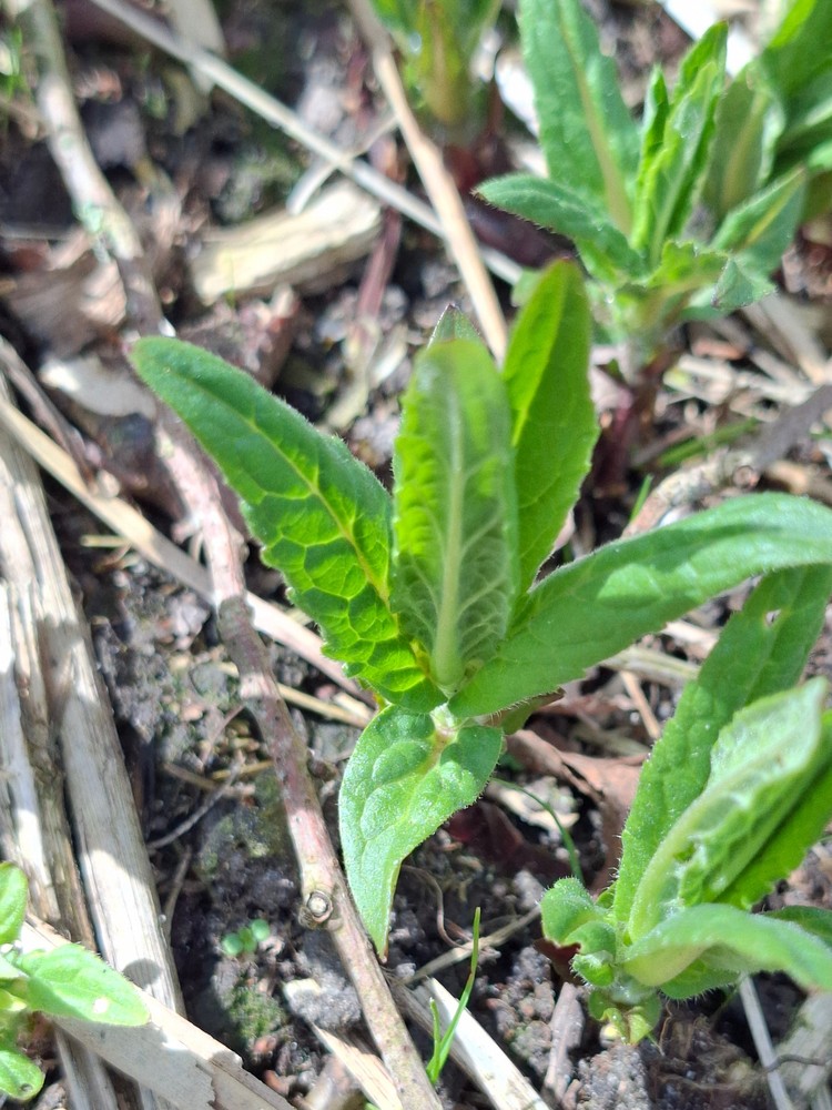 Stachys palustris (Marsh Woundwort) (alternate view 13)