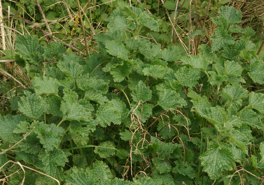 Ballota nigra (Black Horehound) (alternate view 11)
