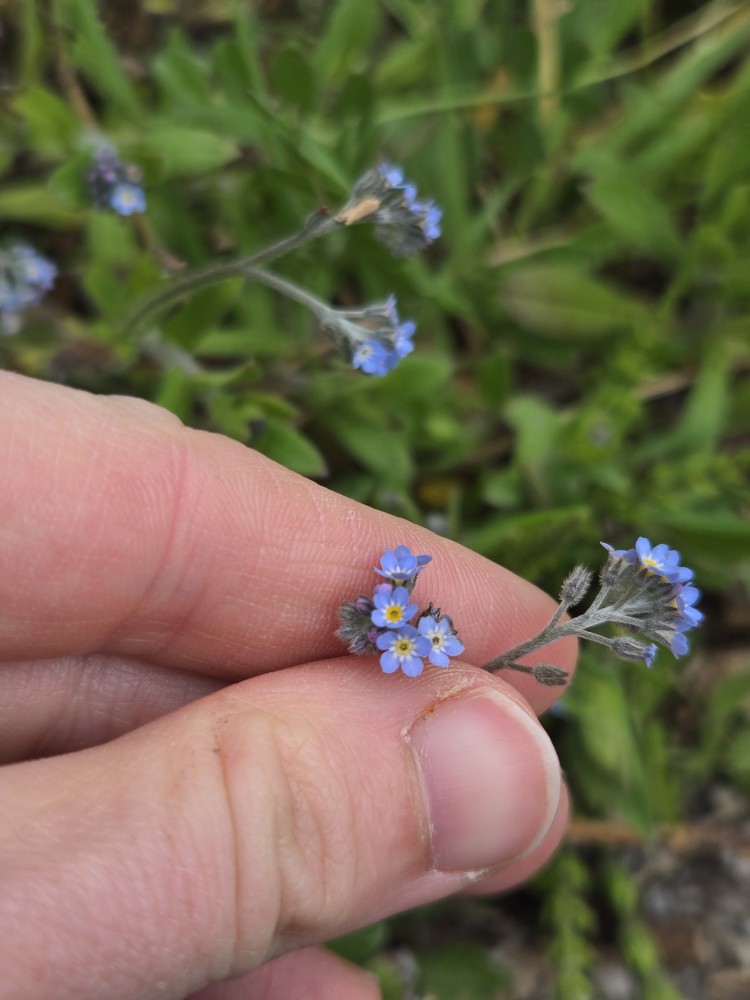Myosotis arvensis (field forget-me-not) (alternate view 11)