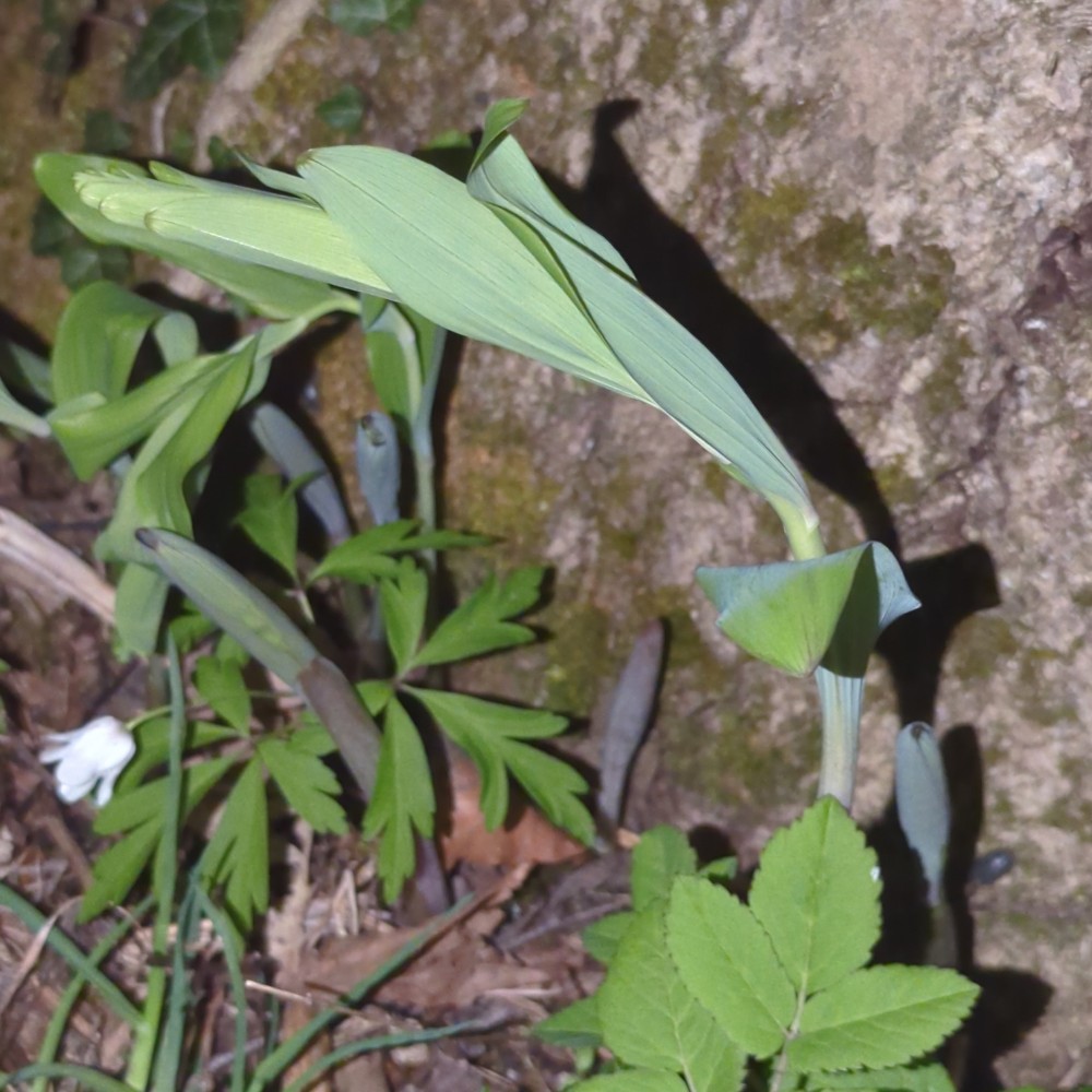 Polygonatum multiflorum (Solomon's-seal) (alternate view 12)