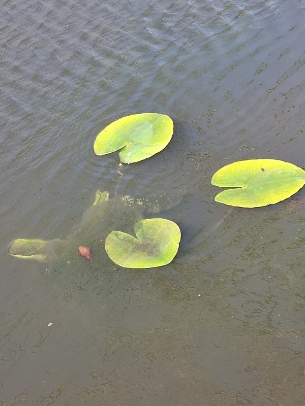 Nuphar (yellow pond-lilies)