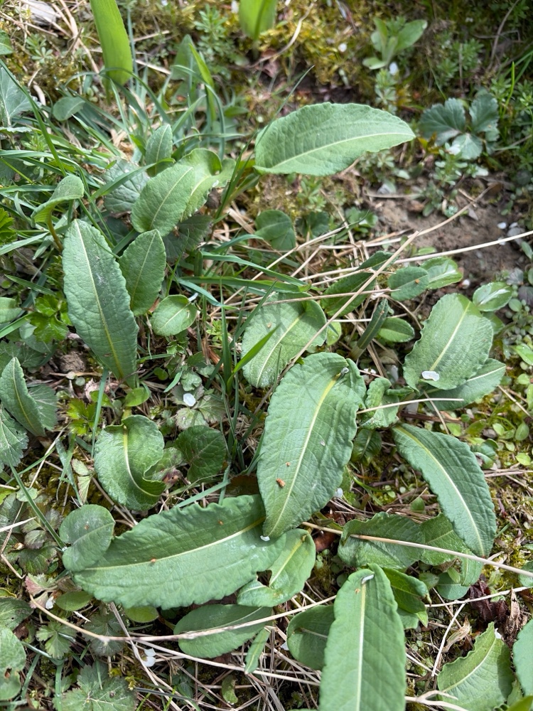 Bistorta officinalis (common bistort) (alternate view 14)
