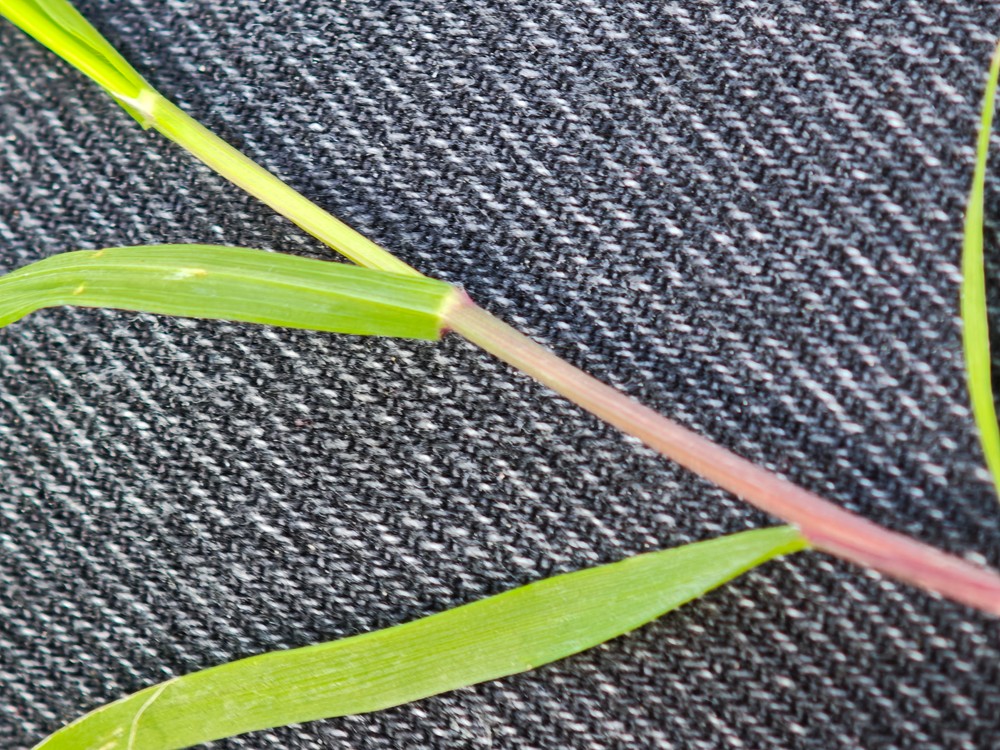Melica uniflora (Wood Melick) (alternate view 11)