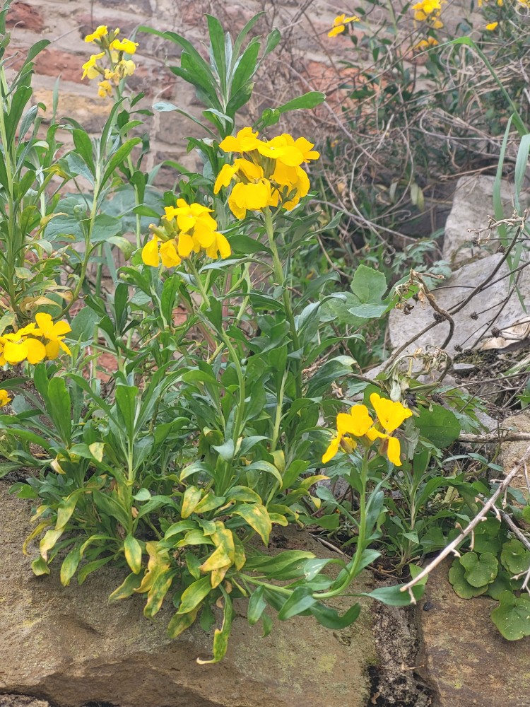 Erysimum × cheiri (Wallflower) (alternate view 2)