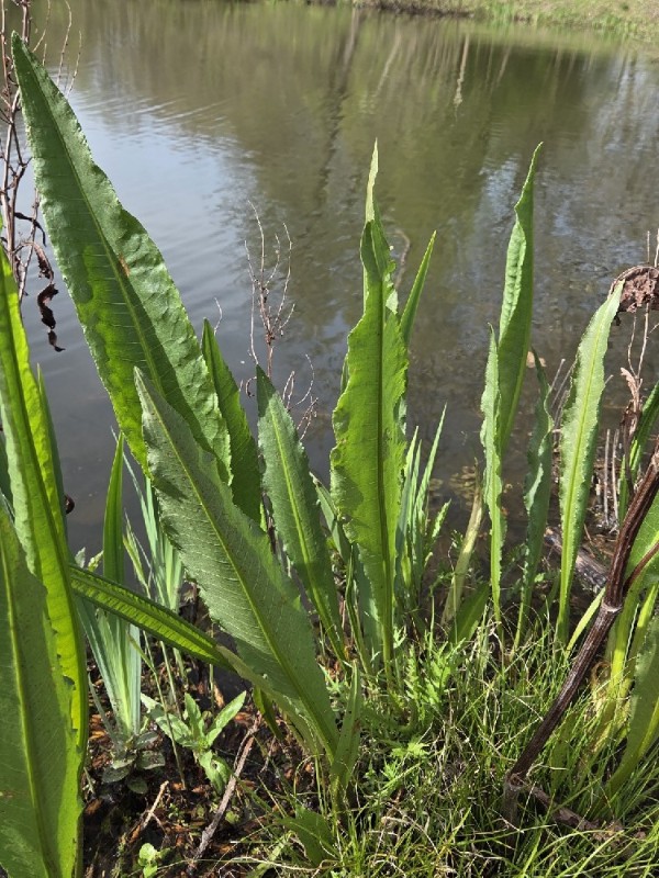Rumex hydrolapathum (Water Dock) (alternate view 11)