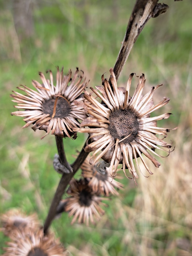 Inula