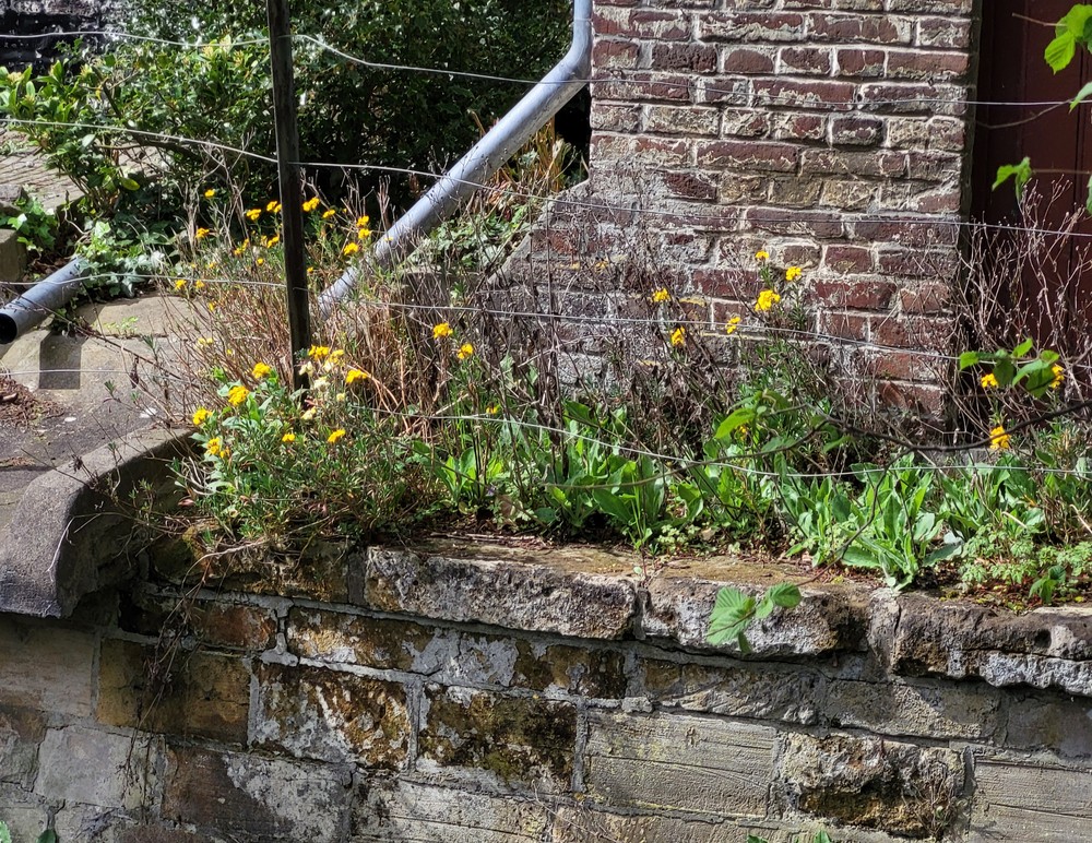 Erysimum × cheiri (Wallflower) (alternate view 3)