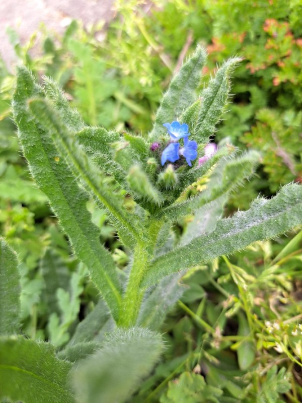 Anchusa arvensis (small bugloss) (alternate view 6)