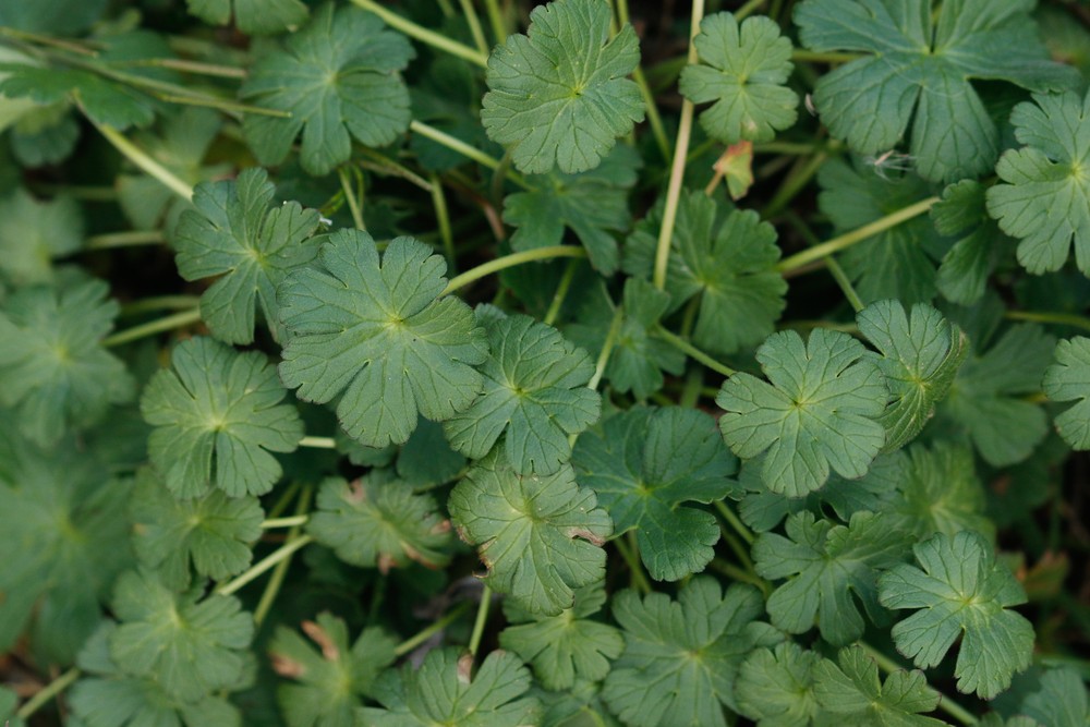 Geranium pyrenaicum (Hedgerow Crane's-bill) (alternate view 13)