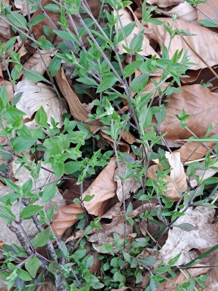 Moehringia trinervia (Three-nerved Sandwort) (alternate view 12)