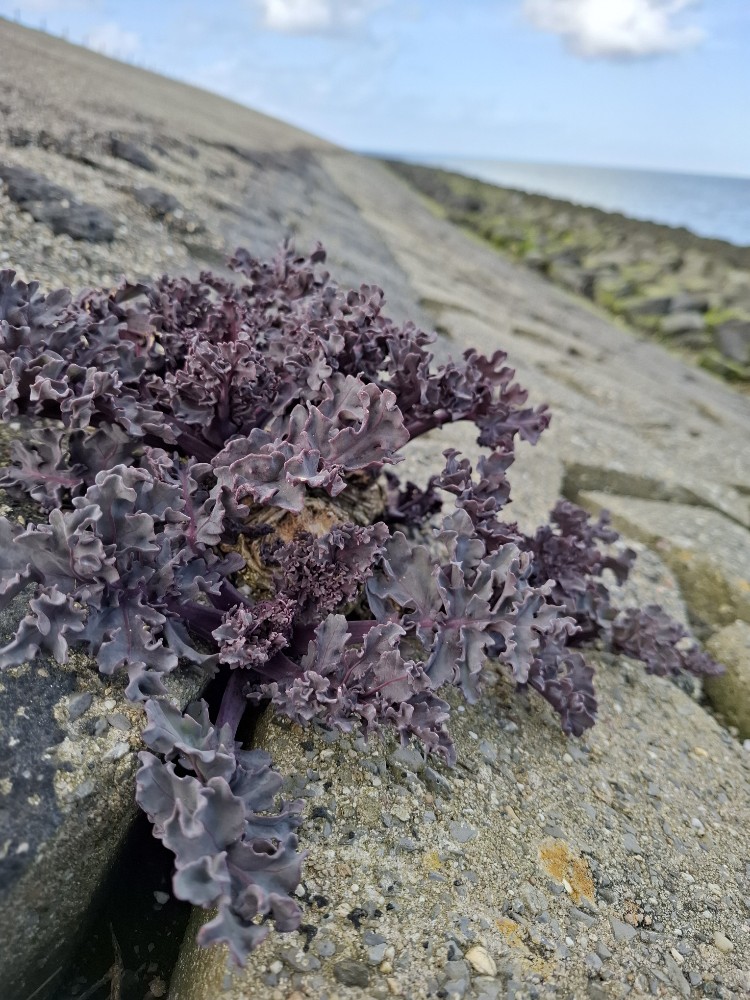 Crambe maritima (Sea Kale) (alternate view 11)
