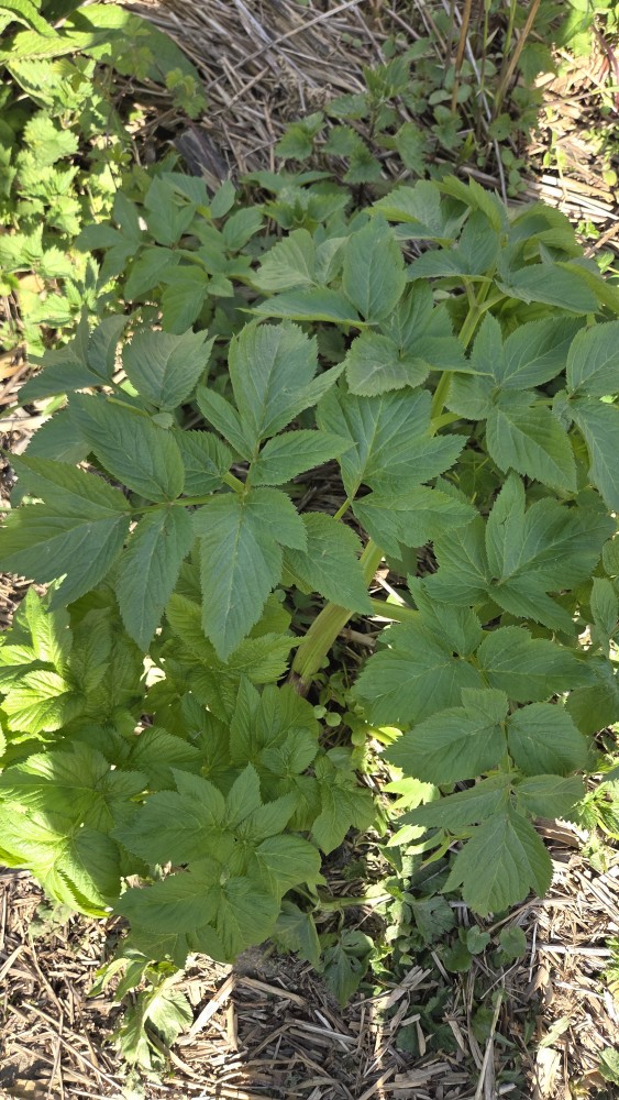 Angelica archangelica (Garden angelica) (alternate view 12)