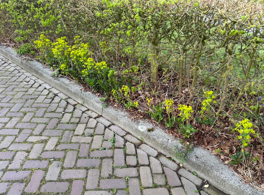 Euphorbia amygdaloides var. robbiae (alternate view 7)