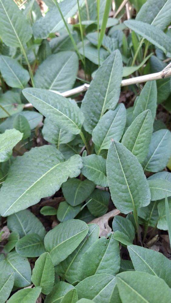 Bistorta officinalis (common bistort) (alternate view 11)