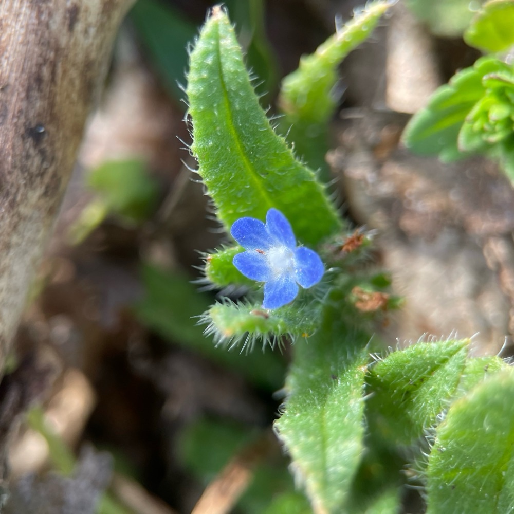 Anchusa arvensis (small bugloss) (alternate view 10)