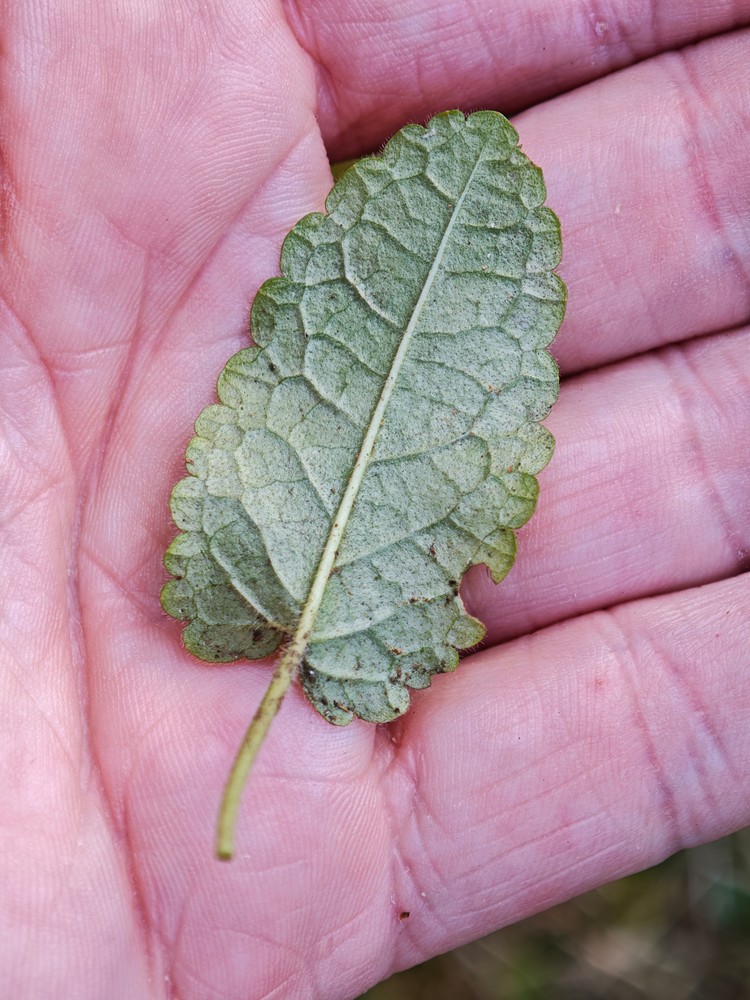Betonica officinalis (common hedge-nettle) (alternate view 11)
