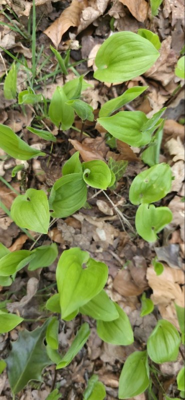 Maianthemum bifolium (May Lily) (alternate view 11)