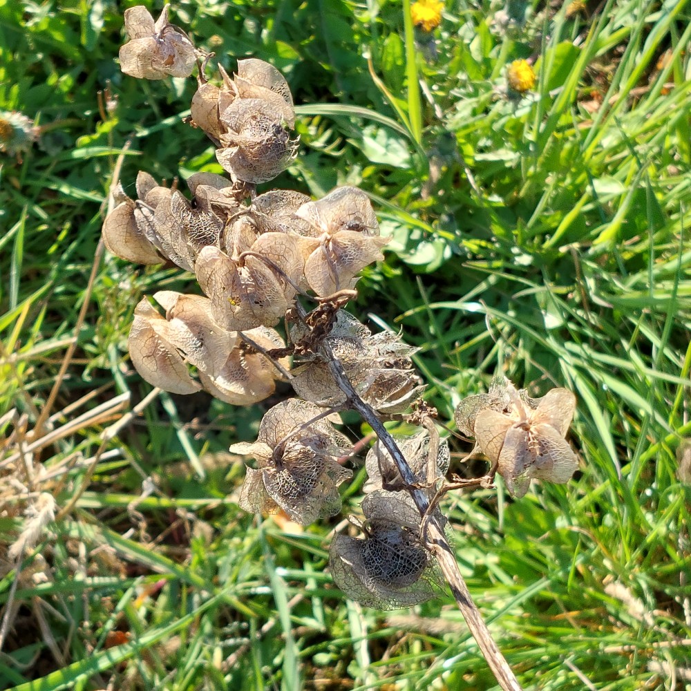 Nicandra physalodes (apple-of-Peru) (alternate view 13)