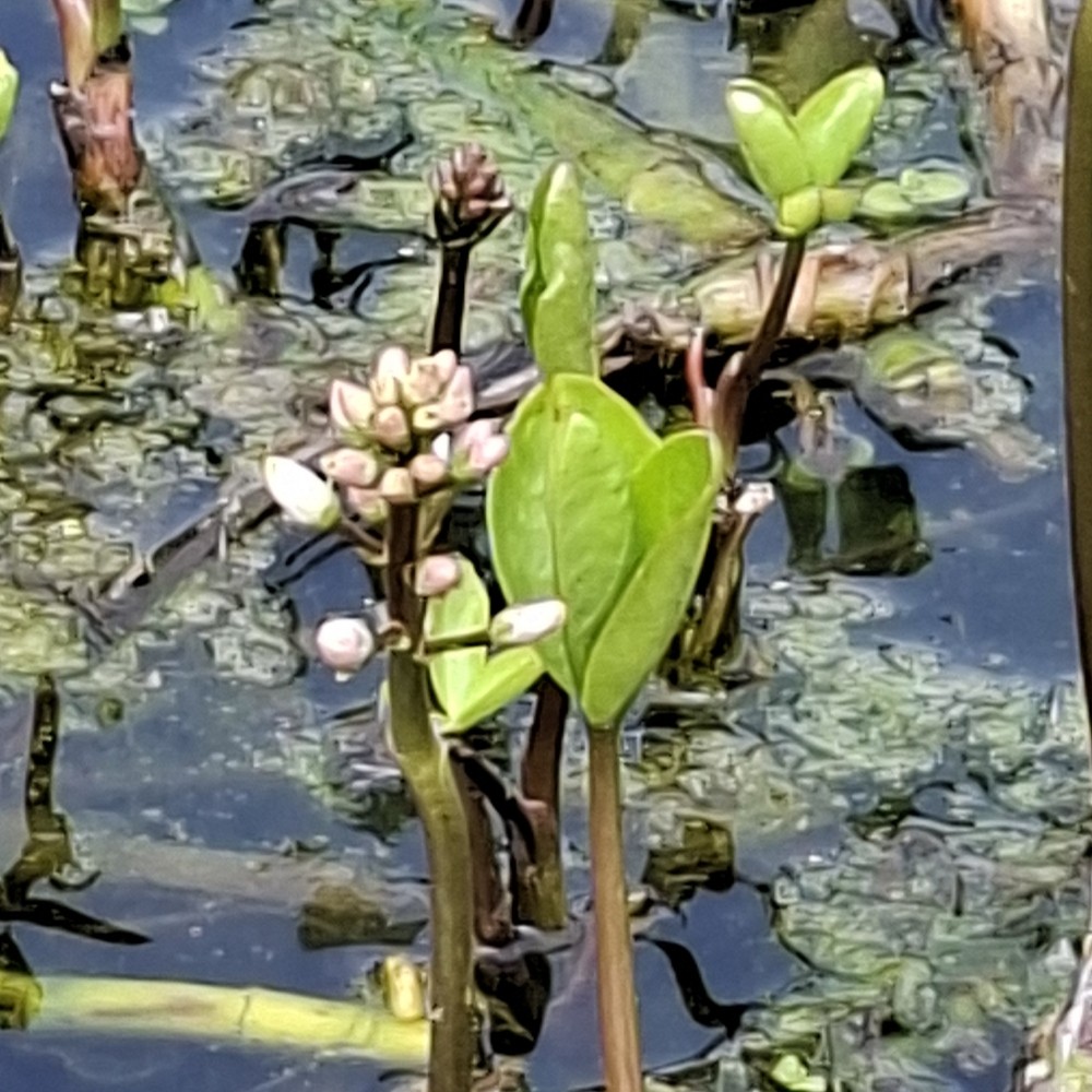 Menyanthes trifoliata (Bogbean) (alternate view 15)