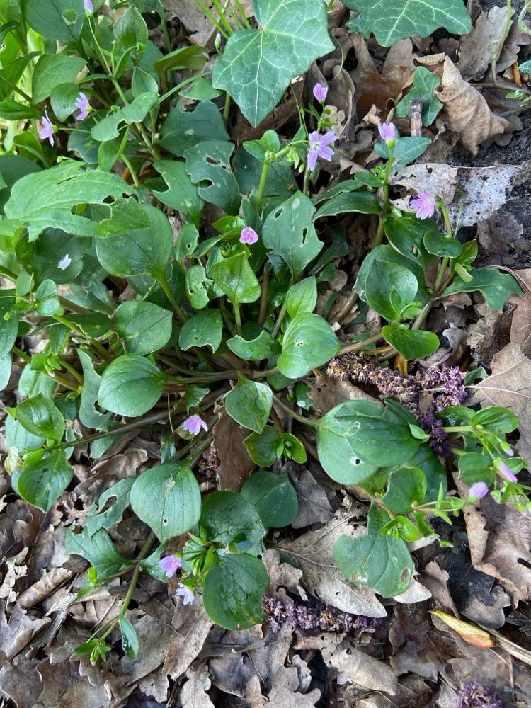 Claytonia sibirica (Siberian miner's-lettuce) (alternate view 13)