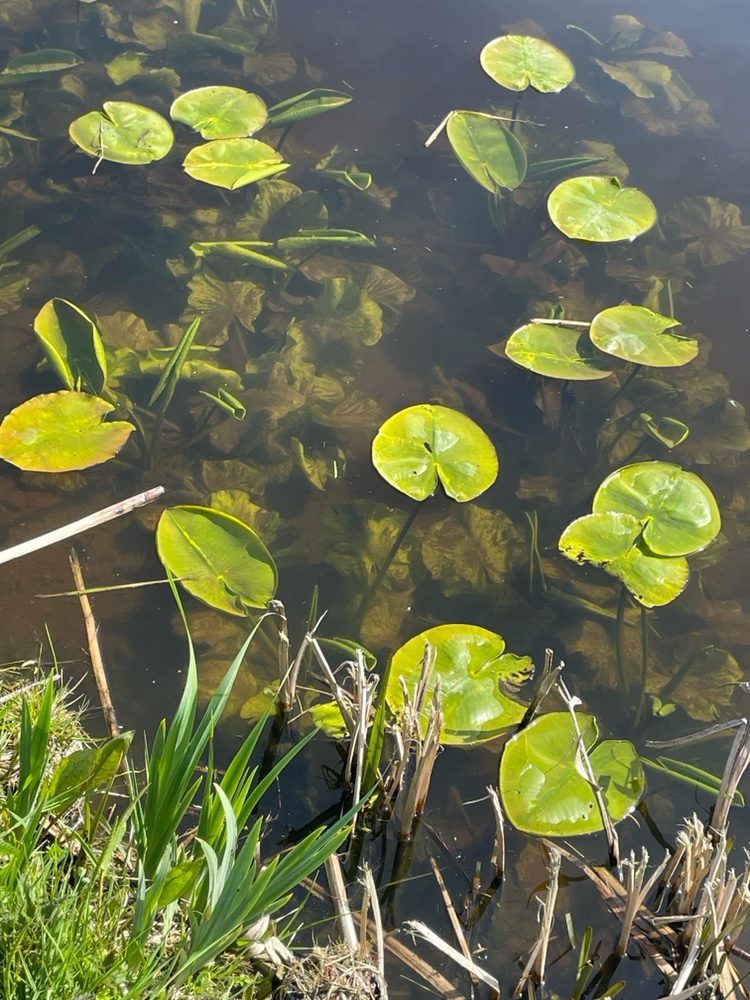 Nuphar (yellow pond-lilies) (alternate view 2)