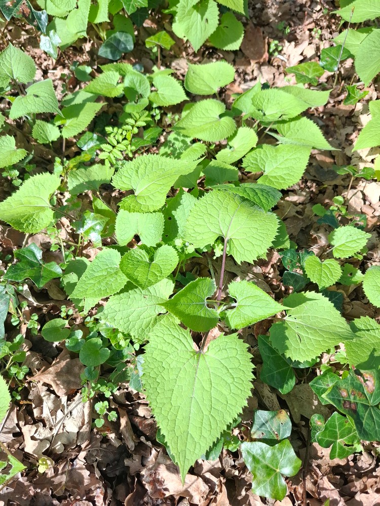 Lunaria rediviva