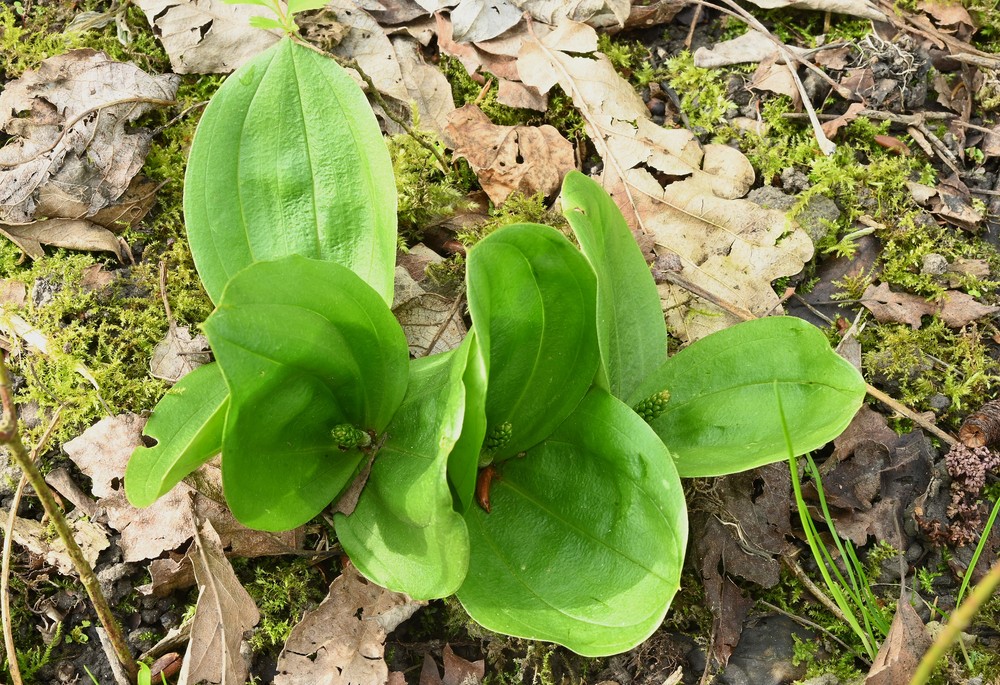 Neottia ovata (Common Twayblade) (alternate view 7)