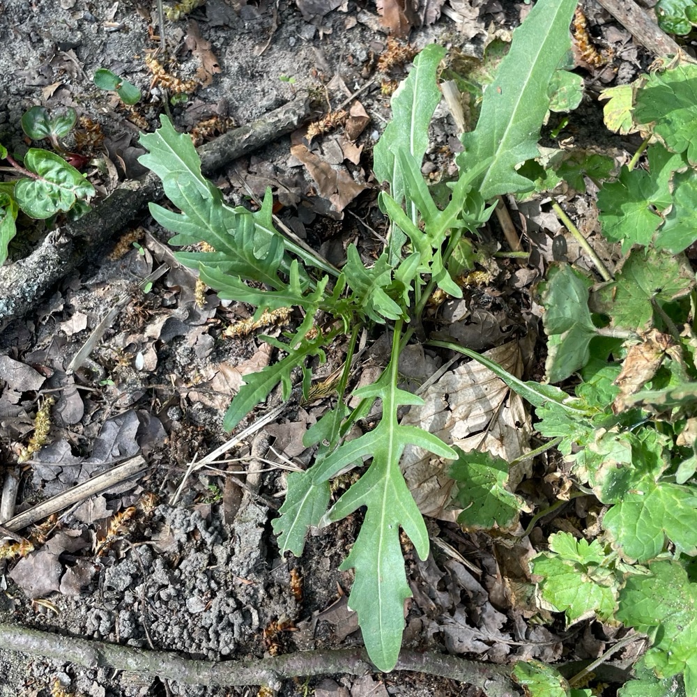 Diplotaxis tenuifolia (Perennial Wall-rocket) (alternate view 11)