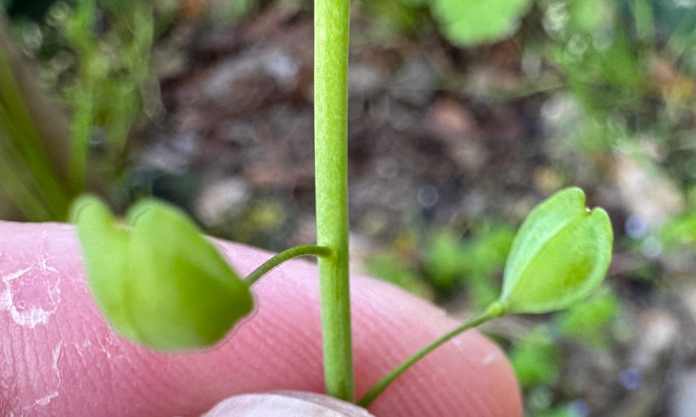 Mummenhoffia alliacea (garlic penny-cress) (alternate view 6)
