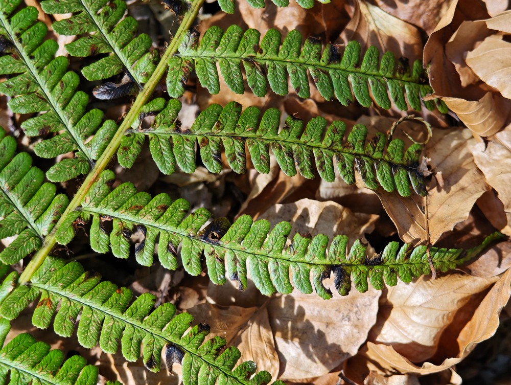 Dryopteris affinis (Golden-scaled Male-fern) (alternate view 11)