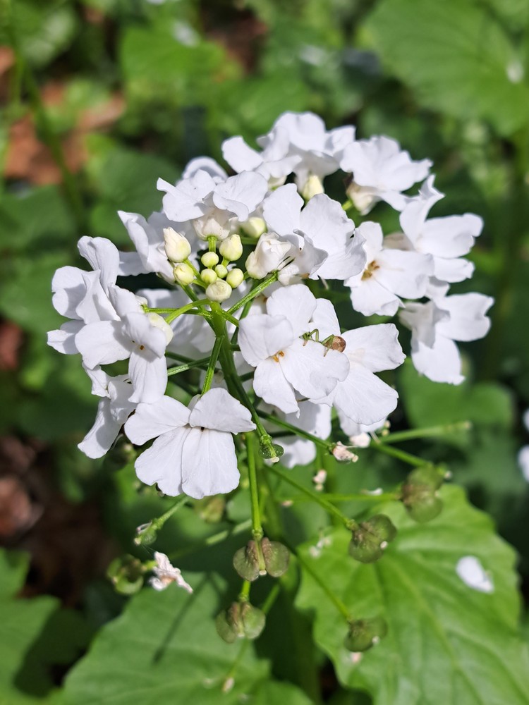 Pachyphragma macrophyllum (giant spring brassica) (alternate view 12)