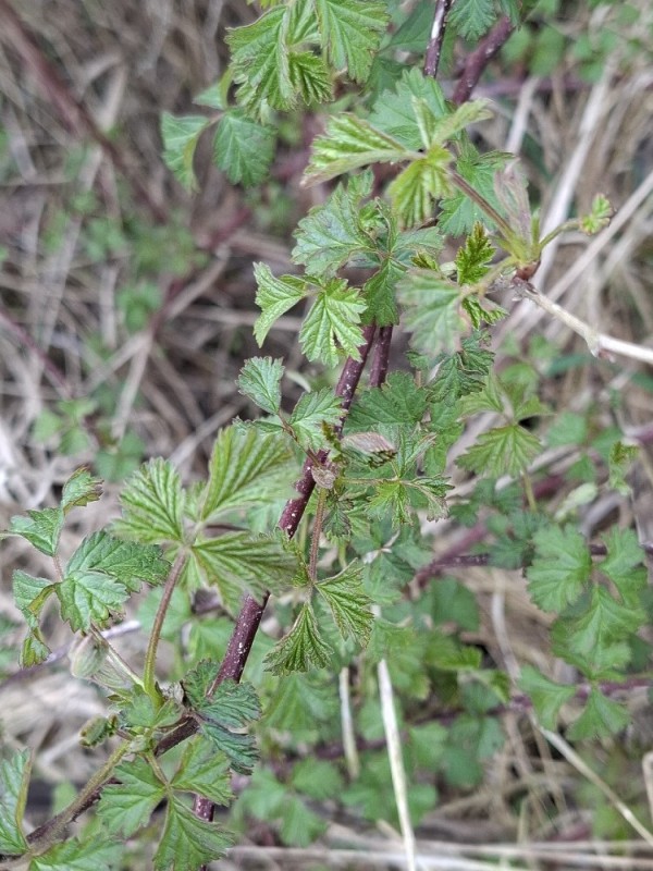 Rubus caesius (European dewberry) (alternate view 11)