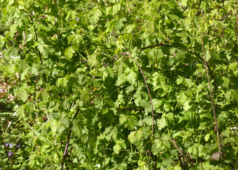 Rubus caesius (European dewberry) (alternate view 10)