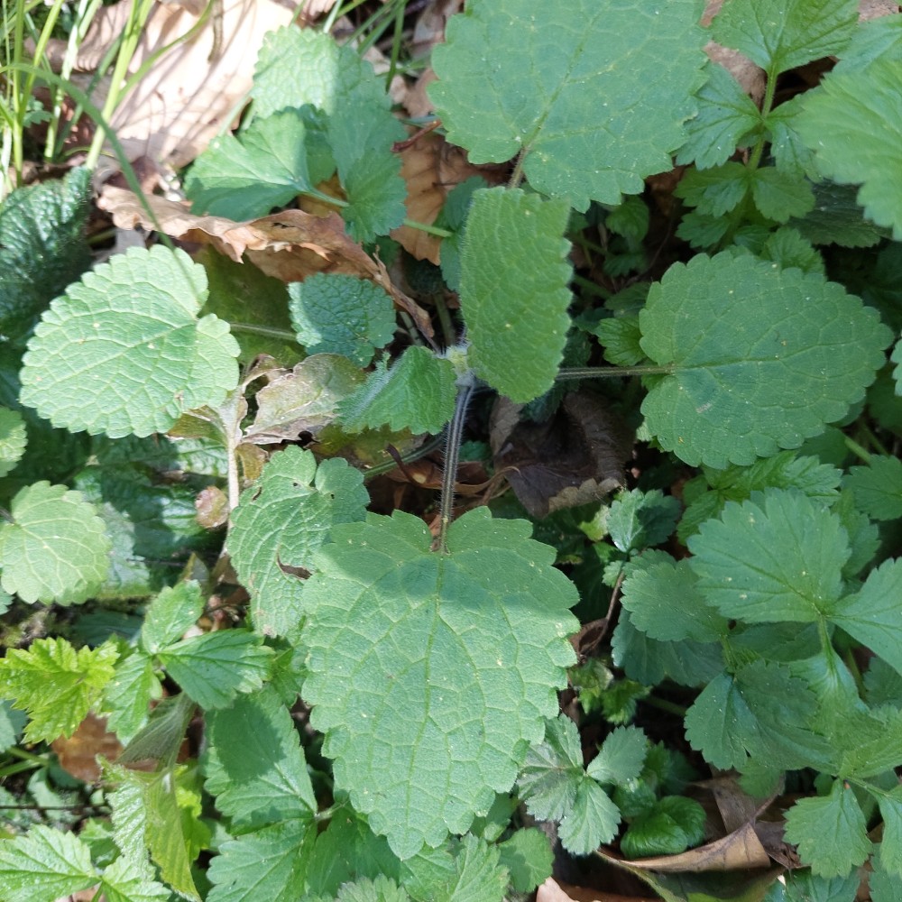 Stachys sylvatica (hedge woundwort) (alternate view 11)