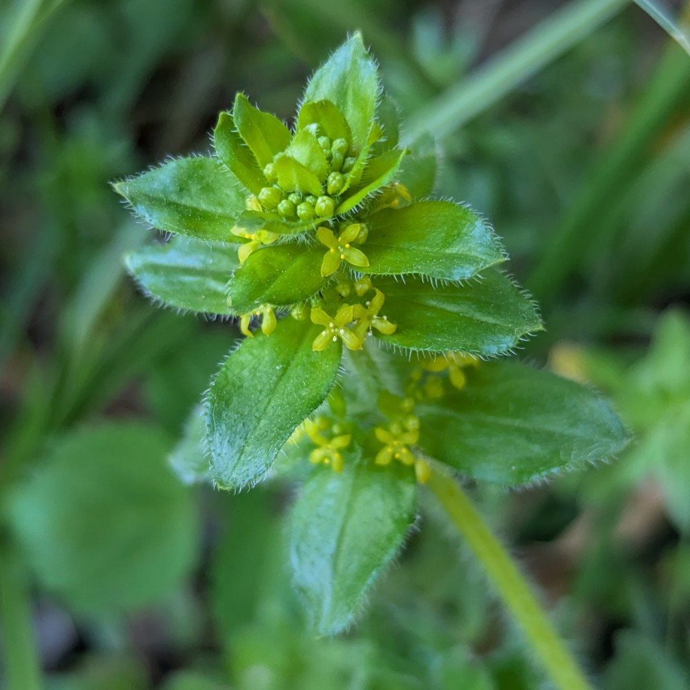 Cruciata laevipes (Crosswort) (alternate view 12)