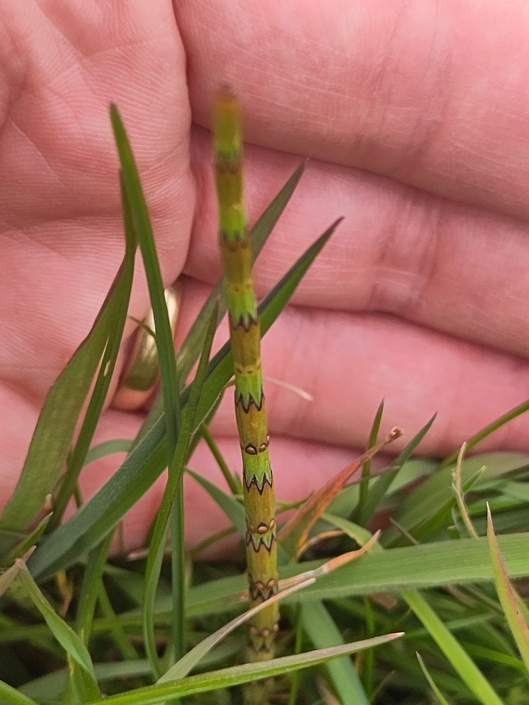 Equisetum palustre (marsh horsetail) (alternate view 14)