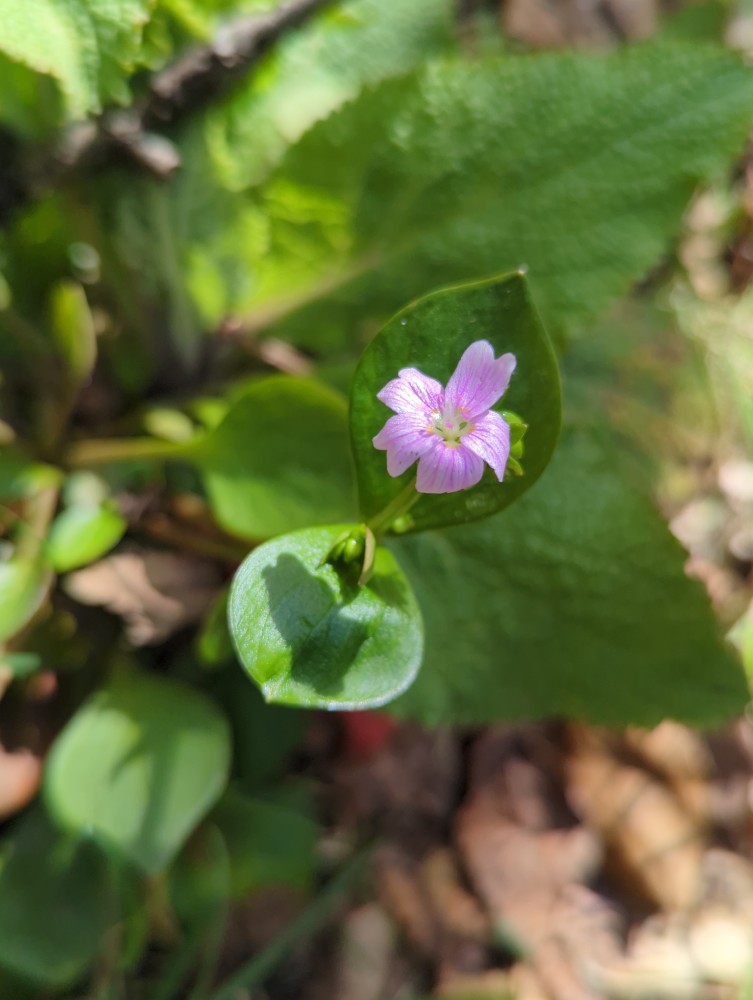 Claytonia sibirica (Siberian miner's-lettuce) (alternate view 11)