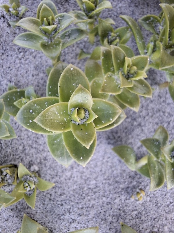 Honckenya peploides (Sea Sandwort) (alternate view 11)