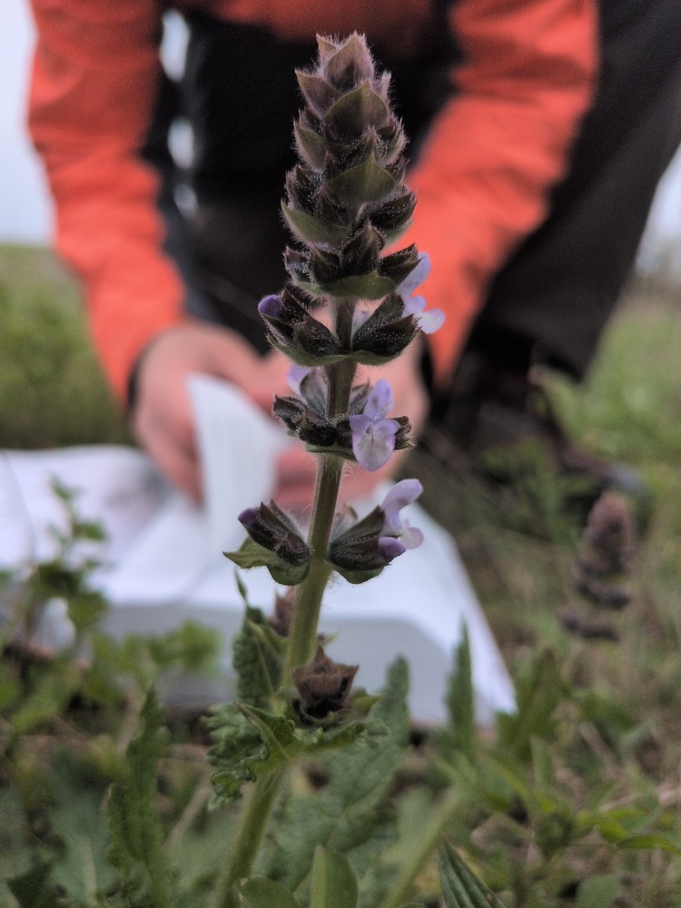 Salvia verbenaca (wild clary) (alternate view 11)