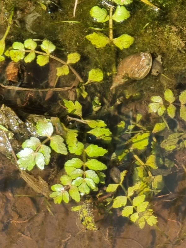 Helosciadium nodiflorum (Fool's Watercress) (alternate view 9)