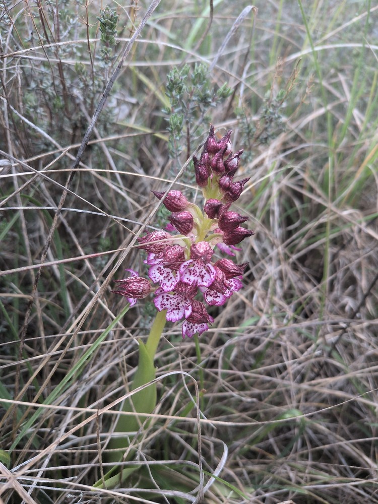 Orchis purpurea (Lady Orchid) (alternate view 7)