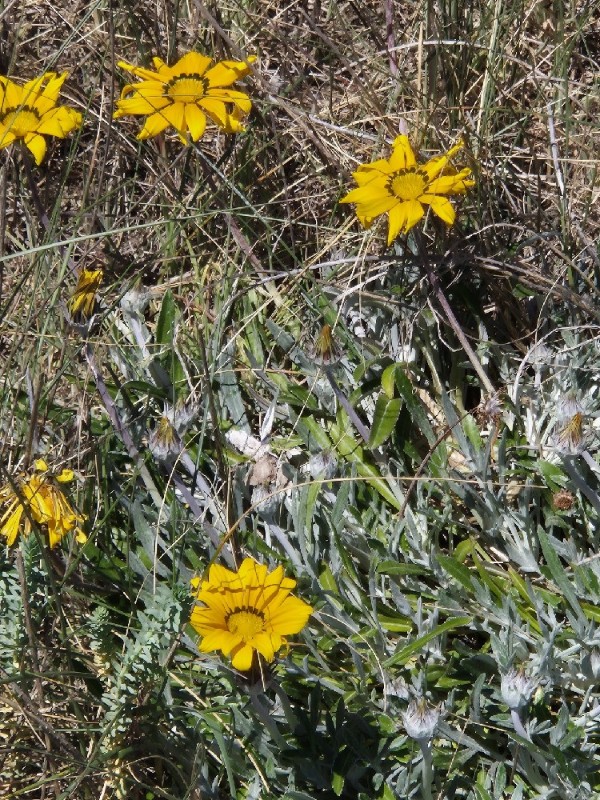 Gazania (Treasure Flowers) (alternate view 2)