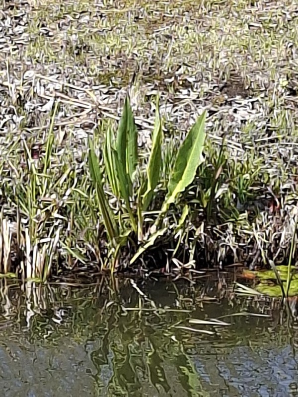 Rumex hydrolapathum (Water Dock) (alternate view 14)