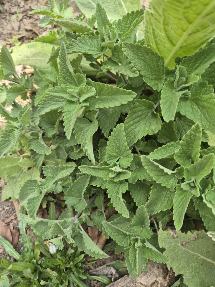 Nepeta (catmints) (alternate view 2)