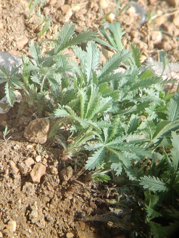Potentilla recta (sulfur cinquefoil) (alternate view 13)