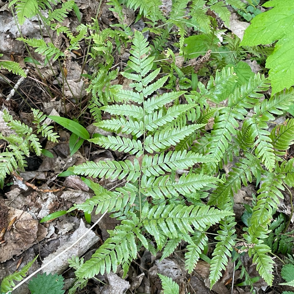 Dryopteris erythrosora (autumn fern)