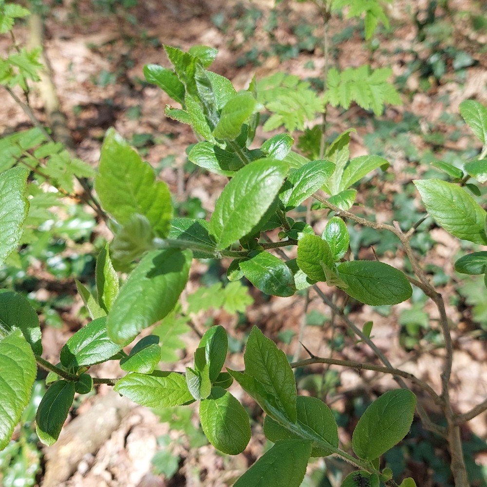 Crataegus germanica (Medlar) (alternate view 11)