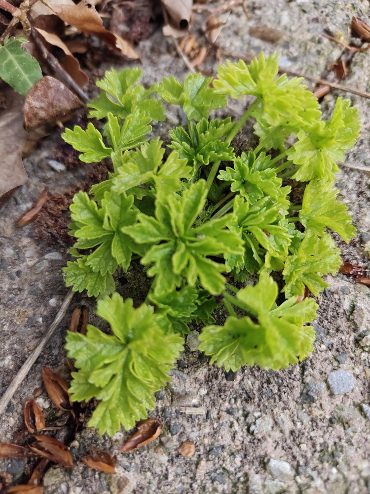 Malva moschata (musk mallow) (alternate view 11)