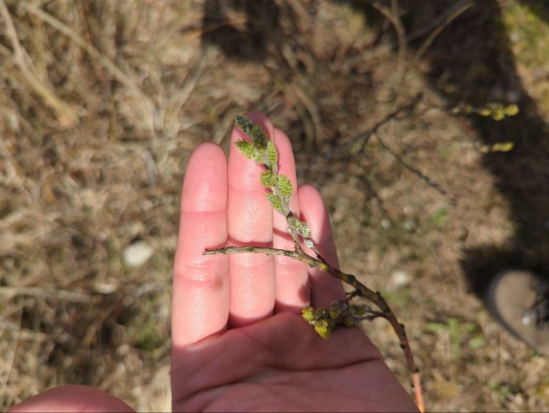 Salix repens (Creeping Willow) (alternate view 10)