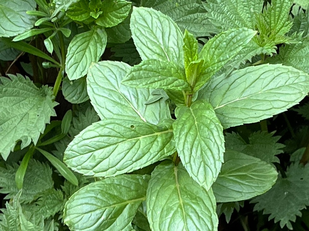 Mentha spicata (Spearmint) (alternate view 11)